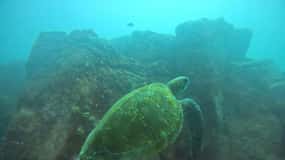 Galapagos Discovery Diving ONE-DAY EXPERIENCE