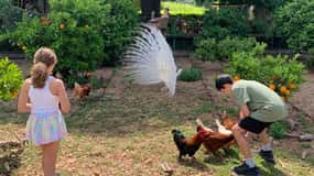 From Palma: Soller valley walk and picnic in orange farm