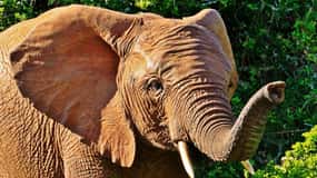 3 giorni Selous/Nyerere NP: fotosafari, safari in barca e a piedi