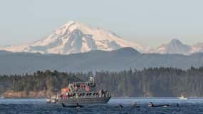Orcas Island: Whale and Orca Guided Speedboat Tour