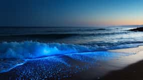 Vieques: Bioluminescent Bay Clear Bottom Kayaking