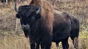 Yellowknife: Wild Bison Highway Tour