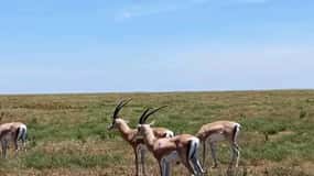Mezza giornata al Parco Nazionale di Nairobi con ritiro gratuito