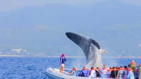Puerto Vallarta: Whale Watching Tour by Speed Boat and Hydrophone