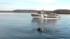 Reykjavik: Excursão de observação de baleias