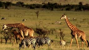 From Durban: 5-Day Zululand Tour