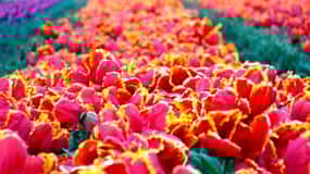 SRINAGAR THE TREASURE OF GARDENS