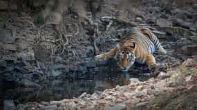 Jaipur: Escursione di un giorno al safari della tigre di Ranthambhore