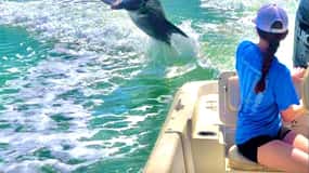 Marco Island: Private Shelling & Dolphin Excursion