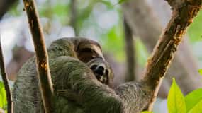 Manuel Antonio Park: Guided Walking Tour with a Naturalist