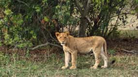 From Marloth Park: Kruger National Park Full-Day Safari