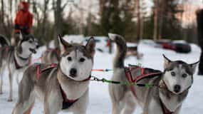 Lulea: Conduz a tua própria equipa de huskies 20 km