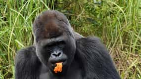 2026年コンゴ共和国人気のサファリ＆野生動物体験 | ゲットユアガイド