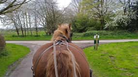 York: Horse Drawn Carriage ride & Cream Tea