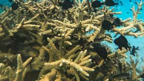 Koh Kood or Koh Rang: Snorkeling trip with lunch & transfer