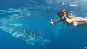 Cebu: Snorklingsäventyr med valhaj i Oslob och Moalboal