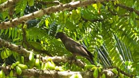 Praslin : excursion d'une journée à ValleDeMai, CoteD'orMuseum et AnseLazio