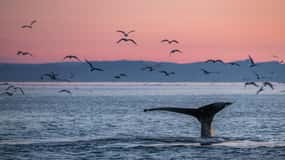 Akureyri: Arctic Coastline & Whale Watching