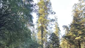 Mexico city: Hiking tour to Desierto de los leones