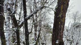 Snowshoeing at the Villarrica Volcano base & Waterfall