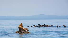 La Paz: Espiritu Santo Island Tour