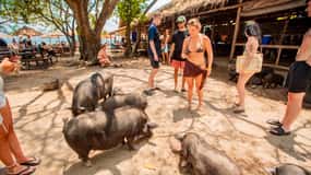 Koh Samui: Dagstur på svineøen med speedbåd