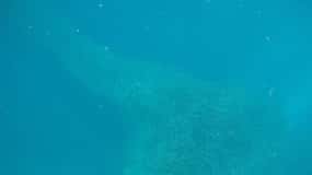Cebu: Kawasan Canyoneering & Sardines Run and Turtle Chase