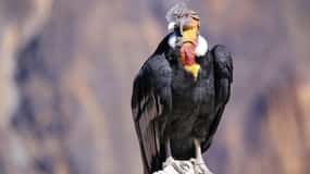 From Arequipa: 1-Day Guided Tour to Colca Canyon with Meals