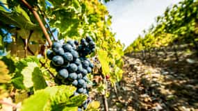 From Florence: Tuscany Wine & Food Tour with Guide