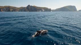 Ponza: Palmarola & Ponza Inselrundfahrt mit Schwimmen & Mittagessen