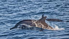 Bali: Dolphin Watching, Sekumpul Waterfall, and Wanagiri