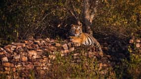 Official Panna National Park Sharing Tiger Safari
