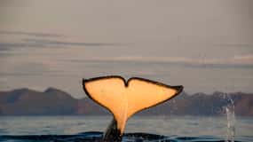 Bleik: Whale Watching by Speedboat with Puffins and Muffins
