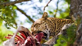 Nairobi: Day Trip to Maasai Mara Reserve & Maasai village