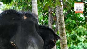 Koh Samui: Elephant Jungle Sanctuary Half-Day Tour