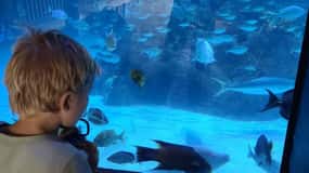 Florida Keys: Aquarium Encounters Dagsutflykt med lunch
