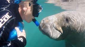 Crystal River: Semi-Private Manatee Swim With Heated Boat