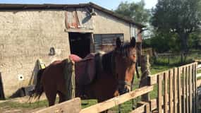 From Tropea: Horseback Riding Tour with Picnic in Francica
