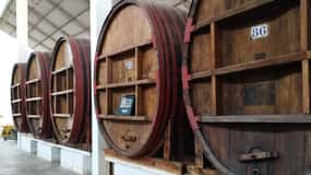 Ica: Degustação de Pisco e vinho, descobre o fascinante mundo do Pisco.