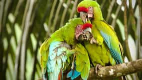 Costa Rica: Nature Explorer 15 dagar-Hotell/4W SUV/Turer/Guide