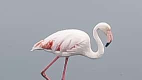 Walvis Bay: Pelican Point Seal and Sandwich Harbour Tour