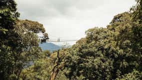 NYUNGWE: Nyungwe National Park Canopy Walk