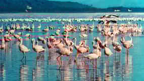 Lake Nakuru day trip from Nairobi