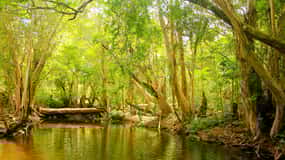 Cairns: Half-Day 4WD Rainforest & Waterfall Tour