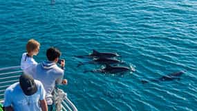 Oahu Dolphin Watch, Turtle Snorkel, Waterslide Activities