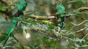 Privat transfer San José flygplats till/från Monteverde