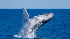 From Noosaville: Humpback Whale Watching Cruise