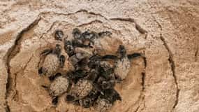 Los Melones: Turtle Island, Isla Saona Snorkeling & Beaches