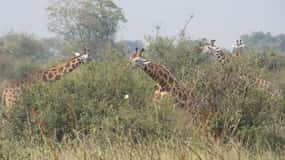14-Day Wildlife Safari with Gorilla Trekking in Uganda