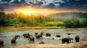 Au départ de Colombo : Découverte de l'orphelinat des éléphants et excursion d'une journée à Kandy